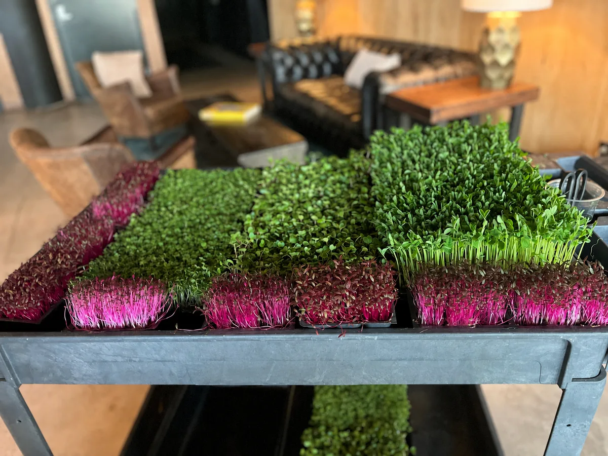Trays of green and burgundy microgreens ready to harvest
